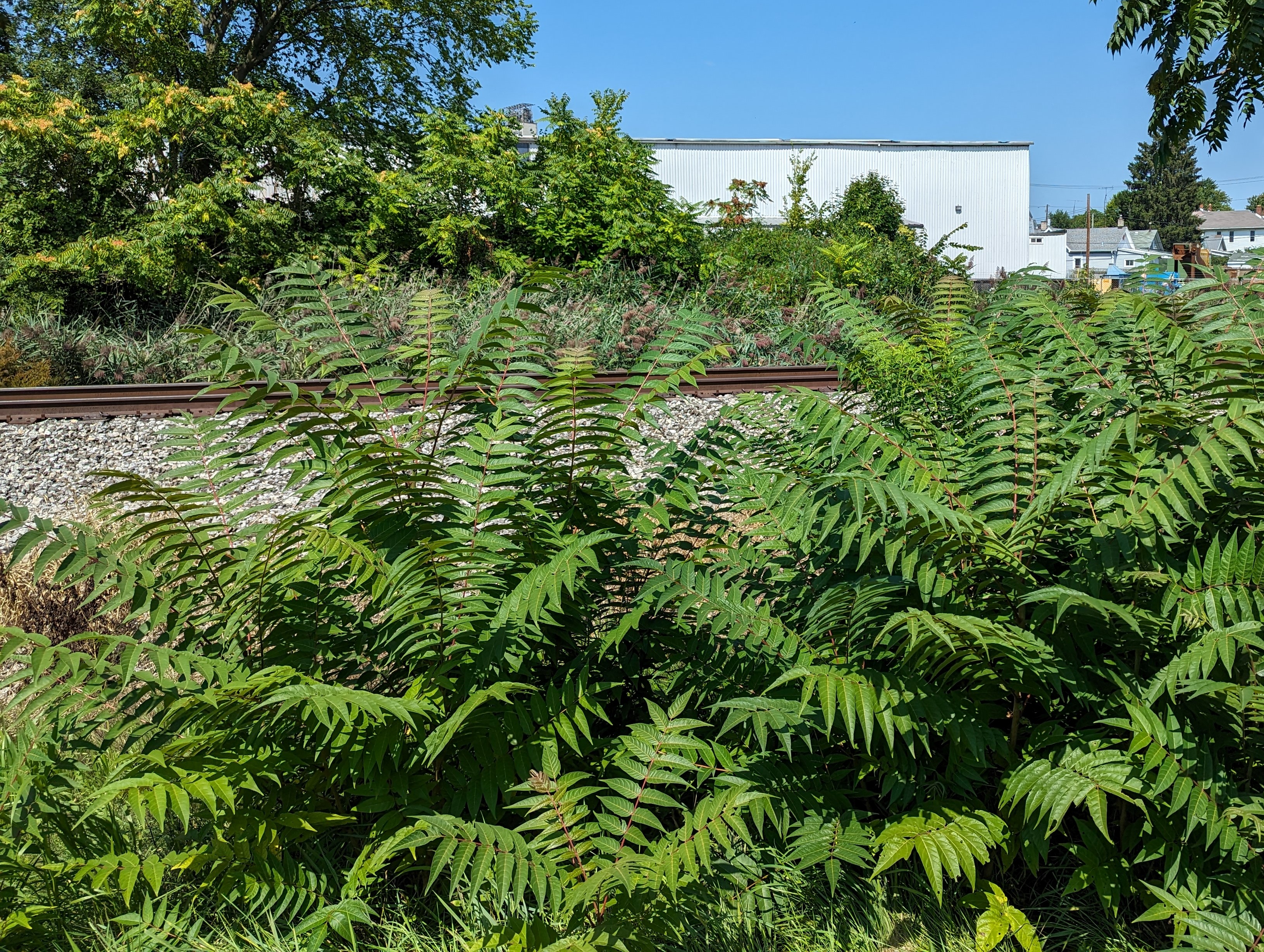 Tree of heaven sprouts along railroad tracks.